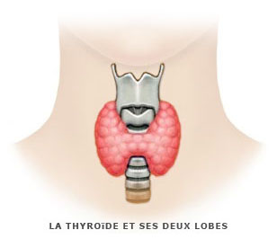Glande thyroïde Glande thyroïde